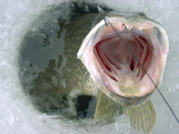 Brochet de 15 livres captur au Centre par Sylvain